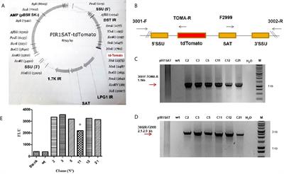 Development of a Fluorescent Assay to Search New Drugs Using Stable tdTomato-Leishmania, and the Selection of Galangin as a Candidate With Anti-Leishmanial Activity